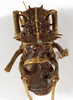 CollectionObject 1529682; c91a7663-b2a2-4fb0-9115-83dd7704a21e: female, dorsal view (holotype). (CollectionObject).