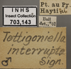 Other: !! display not done !! on Apogonalia histrio (Fabricius, 1794): Labels - variation. Color variation labels. (Observation).