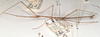 CollectionObject 1557975; ce4627cc-215c-49b8-89ef-d2c6d1c16915: copyright OUMNH. male, lateral view (holotype). (CollectionObject).