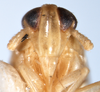 Head on Delphacodes mesada Caldwell, 1951: (Observation).