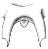 Arachnoscelis (Centrophisis) magnifica Hebard, 1927: Pl. XXI, Fig. 7 (after type). male ultimate tergite and supra-anal plate, dorsal view. (Otu).