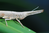 FieldOccurrence 162; 7a414a33-a875-48a3-9a0e-30099cb52256; Kazimzumbwi forest reserve near Kisarawe, 2015/11/??: female, head and pronotum. (FieldOccurrence).