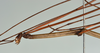 CollectionObject 1558057; d5c4f1ba-3460-4fd3-a166-fc7df23d03dd: copyright USNM, Washington. (CollectionObject).