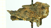 CollectionObject 1532567; 46c2e601-7b99-4d3f-9b3c-b24252205cc9: female, lateral view (lectotype). (CollectionObject).