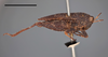 male, lateral view (lectotype of Acridium carbonarium) (scale bar 5 mm). Depicts CollectionObject 1596022; 10cb1007-07c4-479b-855e-3ea13abd8486, MZLU178128, a CollectionObject.