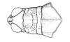 Atrachelacris unicolor Giglio-Tos, 1894: Fig. 2B. male head and pronotum, dorsal view. (Otu).