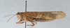 CollectionObject 2765504; c715ed88-5b89-4317-bd86-fb79e7febb6c, CNCI 758925: Circotettix nigrafasciatus. Lateral view. (CollectionObject).