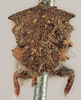 Head on Pogonella minuta (Goding, 1903): (Observation).