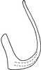 Aedeagus, lateral view: Aedeagus, lateral view. (Observation).