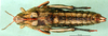 CollectionObject 1502753; 1c96d15b-71f1-4384-8f5c-8247ebf93539, DORSA BA000828S02: female, dorsal view (allotype of Nocaracris cyanipes ornatus). (CollectionObject).