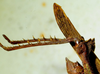 CollectionObject 1498823; 4a602b88-4efd-4ea4-b8d1-3ecc68a55799: 2012. male, abdomen tip and hind tibiae, lateral view. (CollectionObject).