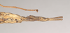 CollectionObject 1559814; 2a298c8a-596c-4db2-aba1-84063b998a7b: copyright Natural History Museum, London. female: end of abdomen, ventral view of Necroscia sarpedon (syntype). (CollectionObject).;CollectionObject 1559815; 3368a023-0585-4ab9-967a-1f3367d9a27c: copyright Natural History Museum, London. female: end of abdomen, ventral view of Necroscia sarpedon (syntype). (CollectionObject).