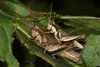 FieldOccurrence 3743; 837e9874-ff99-48da-8331-a74cb967a5ce; Argentina: Chaco: General Güemes
Parque Nacional El Impenetrable, near field station El Teuco, 2019/12/23: (FieldOccurrence).
