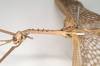 CollectionObject 1558212; NHMUK(SF IMPORT DUPLICATE) 845022, 464d8bf8-b5de-4bc4-a20e-1f290bc5ab0b: copyright Natural History Museum, London. male: head and thorax, lateral view of Ctenomorpha tessulata (syntype). (CollectionObject).