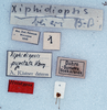CollectionObject 1475537; a50399b9-6ef1-4b8c-a710-47bb1c68e2da: labels (holotype). (CollectionObject).