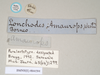 CollectionObject 1559395; NHMUK(SF IMPORT DUPLICATE) 844594, ce86b38c-01a5-4feb-a9bf-b43481fb8669: copyright Natural History Museum, London. Lonchodes amaurops female nymph, data labels (paralectotype). (CollectionObject).