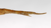 CollectionObject 1559005; e9311385-f2ab-4648-a671-051c73318aff: copyright MNCH, Madrid. female: end of abdomen, lateral view (holotype). (CollectionObject).