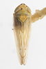 Habitus, dorsal view on Colladonus davisi Nielson, 1957: (Observation).