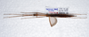 CollectionObject 1576182; b16ccf43-a5fc-46fe-9574-0e422feb23ab: copyright SPM, Kinabalu. female, ventral view (holotype). (CollectionObject).