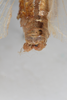 CollectionObject 1505689; 5dfb6dee-135d-4e8b-879a-ba453785f1e5: male, dorsal view (syntype). (CollectionObject).