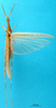 CollectionObject 1501102; 0b96bfc4-cc04-4a30-8b6a-3514dbe5e58f, MfN 2157: male, dorsal view (holotype of Truxalis variabilis). (CollectionObject).