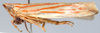 Habitus, lateral view: !! display not done !! on Varta Distant, 1908: Varta rubrovittata, lateral habitus (BMNH). (Observation).