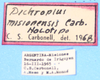 CollectionObject 1521118; 7f7d0b04-1493-4e78-968c-c0753aa1fb65: labels (holotype). (CollectionObject).