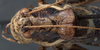 CollectionObject 1534814; a14c728e-a100-4bd6-9f24-73cb9d793401: male head and pronotum, dorsal view (syntype). (CollectionObject).