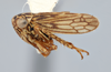 Habitus, lateral view: !! display not done !! on Ceratagallia ana Hamilton, 1998: (Observation).
