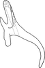 Aedeagus, lateral view: Aedeagus, lateral view. (Observation).