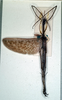 CollectionObject 1558178; NMW 869, 62bb2651-3365-4342-8a9e-dc36b257d7c3: copyright NHMW, Vienna. male of synonym Acrophylla aliena (lectotype). (CollectionObject).