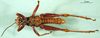 CollectionObject 1501271; 22d751d4-c3e9-4a57-a3ba-4db2279dbc7d, DORSA BA000175S01: male, dorsal view (lectotype). (CollectionObject).