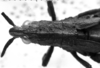 CollectionObject 1543669; a58832f4-f0f1-4b60-bab3-e38cad3ad036: Image Carbonell, C.S. female head and pronotum, dorsal view (lectoallotype). (CollectionObject).