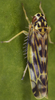 Habitus, dorsal view: Habitus (male). (Observation).