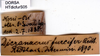 CollectionObject 1507265; f079bb40-e203-4cd6-9974-bffb9c796233: labels (syntype). (CollectionObject).