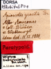 CollectionObject 1507107; 42044f68-a6c0-4c16-93c6-e9d8f38d809e: labels (syntype of Apioscelis gracilis). (CollectionObject).