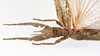 CollectionObject 1590155; 99ee21b4-bf79-42a3-ac15-8cafb04d2655: copyright ZSMC, Munich. male: head & thorax, dorsal view (holotype). (CollectionObject).