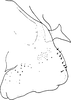 Pygofer, lateral view on Empoascanara (Empoascanara) ethiopica Dworakowska, 1972: Pygofer, lateral view. (Observation).