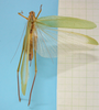 CollectionObject 1542908; DEES MZLQ-I0092'', 3d7f5832-f314-4965-ac8d-c6e1f84ce2c3: female, body dorsal view (syntype of Ctenophorema balneare). (CollectionObject).
