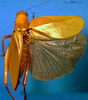 CollectionObject 1500579; 813857f5-1a9e-4487-b33a-33b43c62878d: female, dorsal view (syntype). (CollectionObject).
