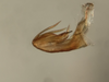 Aedeagus, lateral view: !! display not done !! on Agoo kizini Pinedo-Escatel & Blanco-Rodríguez, 2025: (Observation).