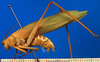 CollectionObject 1502107; 9580a7b3-c701-4c31-863c-71ebd115f384: female, lateral view (syntype). (CollectionObject).