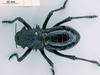 CollectionObject 1530830; cb9f8682-9805-4f07-9557-06b3ea4399e2: female, dorsal view (syntype of Eugaster guyoni inornata). (CollectionObject).