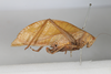 CollectionObject 1505872; d9d71b26-e0a5-4cb7-9801-0a25d4c02232: female, lateral view (holotype). (CollectionObject).