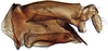Pygofer, lateral view: Bonaspeia attia, pygofer, laterally (INHS). (Observation).