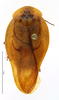 CollectionObject 1587329; MNHN(SF IMPORT DUPLICATE) MNHN-EP-EP1350, cc42720c-6e80-45fd-97c6-e9c4c7a93607: CC BY-NC-ND 4.0/MNHN - Depraetere Marion - 2014. Paratype, female, of lineata Grandcolas, 1994. Specimen number: MNHN-EP-EP1350. http://coldb.mnhn.fr/catalognumber/mnhn/ep/ep1350. (CollectionObject).