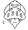 Head: !! display not done !! on Caphodus maculatus Oman, 1938: head, dorsally. (Observation).