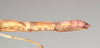 CollectionObject 1560093; NHMUK(SF IMPORT DUPLICATE) 844799, 51fca1e1-c43b-4cde-a72a-bf51c874e069: copyright Natural History Museum, London. female: end of abdomen, lateral view of Necroscia westwoodi (holotype). (CollectionObject).