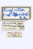 CollectionObject 1593076; 0393c1c0-9b88-4694-bacc-2f1fc987a9c5: labels (allotype). (CollectionObject).