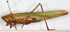 female, lateral view (syntype). Depicts CollectionObject 1586730; c0158797-ee4d-4202-9407-7eb1ed46aaad, a CollectionObject.